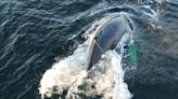 Department of Fisheries untangles gear from humpback whale off B.C.‘s coast