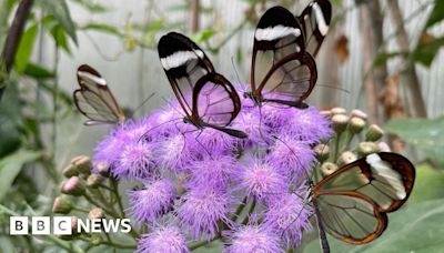 South Yorkshire butterfly house wins industry award