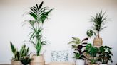 This Houseplant was Just Crowned Plant of the Year 2024, and we Can't Wait to Style it in our Homes