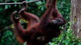 El idioma de los orangutanes es más complejo de lo que se creía