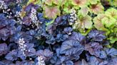 Heuchera care and growing guide – expert tips for stunning coral bells