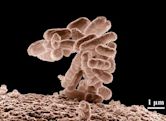 Coliform bacteria