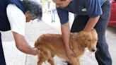 Arequipa: Regulan tenencia de perros en el distrito de José Luis Bustamante y Rivero