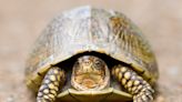 Why people in St. Louis kept turtles in their basement