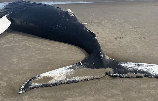 Dead whale floating off Oregon coast washes ashore north of Nehalem Jetty