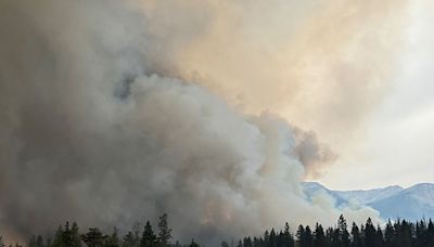 How much did Jasper's dead, beetle-killed trees feed the runaway wildfire?