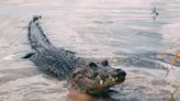 Crocodile attacks 2 American tourists swimming in Mexico, where teen was injured a year earlier