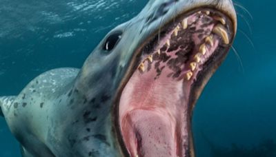 Las mejores fotografías submarinas del año