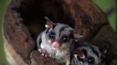 Flying possums use clever invention to cross the road: ‘Native species need to be able to move’