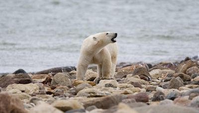 Bad News for Our Southernmost Polar Bears