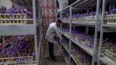 AP PHOTOS: Farmers in Kashmir try growing saffron indoors