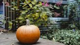 How to Stop a Pumpkin Rotting—and What to Do With It If It Has
