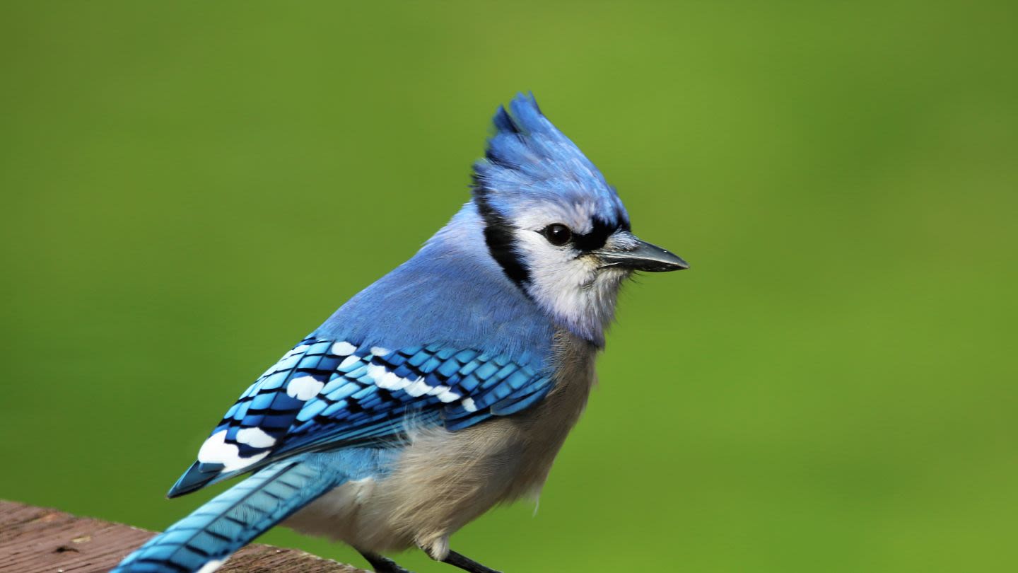 When You See a Blue Jay, It Could Be a Major Sign That You Need to Pay Attention