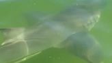 Shark surprise: Fort Myers Beach kayakers take video of their close encounter with big fish