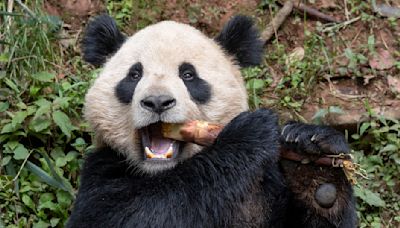 Giant pandas from China are coming to the US — what to know about their arrival