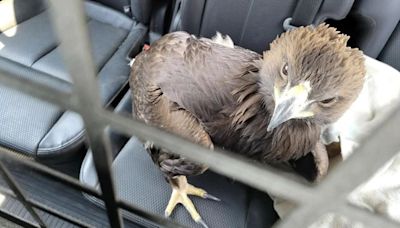 Watch: Eagle seeks help from deputy to escape Arizona heat