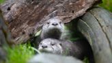 Seattle's Woodland Park Zoo mourns loss of otter pup in 'tragic' accident