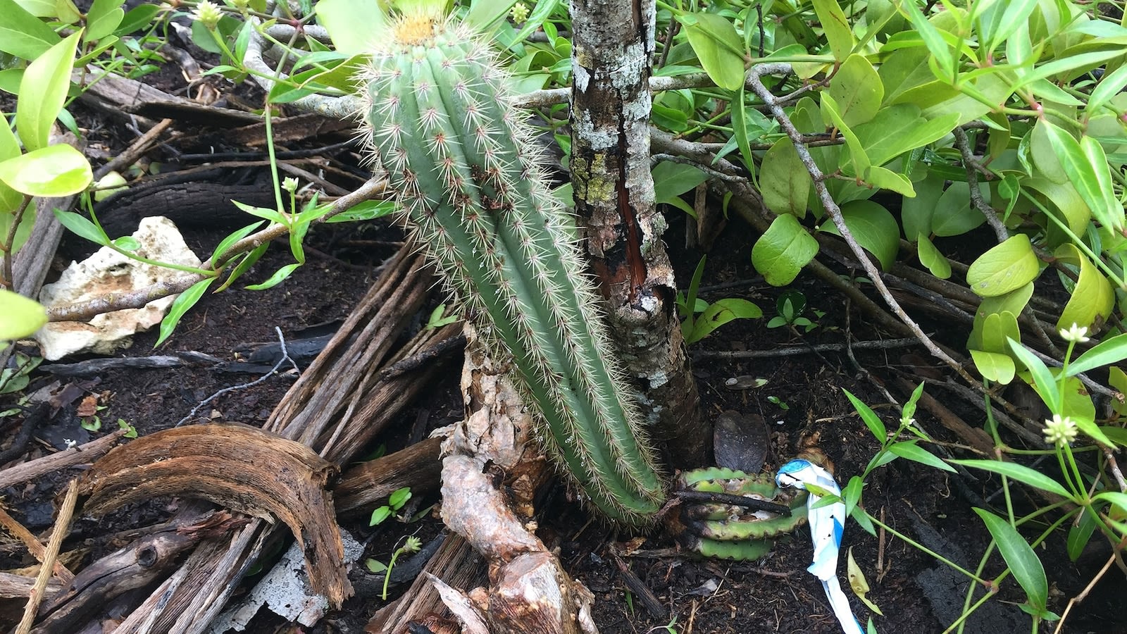 Key Largo tree cactus becomes 1st-ever US species to become extinct due to rising sea levels