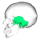 Temporal bone