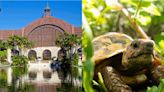 Hombre intenta robar rara tortuga en Balboa Park en San Diego