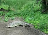 Van Vihar National Park