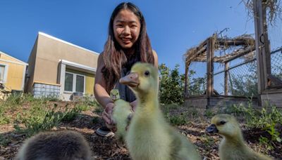 Welcome to the farm where cows, pigs and sheep are part of the climate curriculum