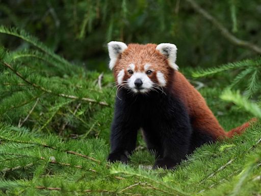 Red panda Esha creates a buzz at new Peak Wildlife Park home