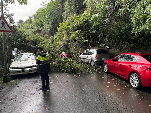 突降雷雨路樹倒塌｜文二警迅速清除恢復交通順暢 | 蕃新聞