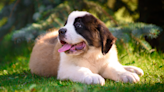 4-Month-Old St. Bernard's Massive Size Makes Her a True 'Big Baby'