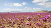 La Nación / Desierto de Atacama está cubierto de flores tras inusuales lluvias