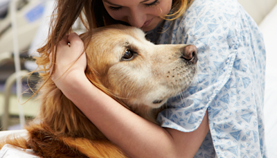 Chemo Patient Ends up in Tears After Visit From Emotional Support Golden Retriever