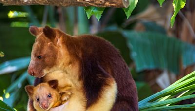 Rhode Island Zoo's Endangered Tree Kangaroo Is Taking the Internet By Storm