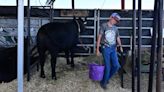 El Paso County Fair continues safety measures this year amid avian flu outbreak in cattle