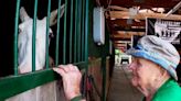 Veteran battling cancer finds comfort in horses at New Freedom Farm