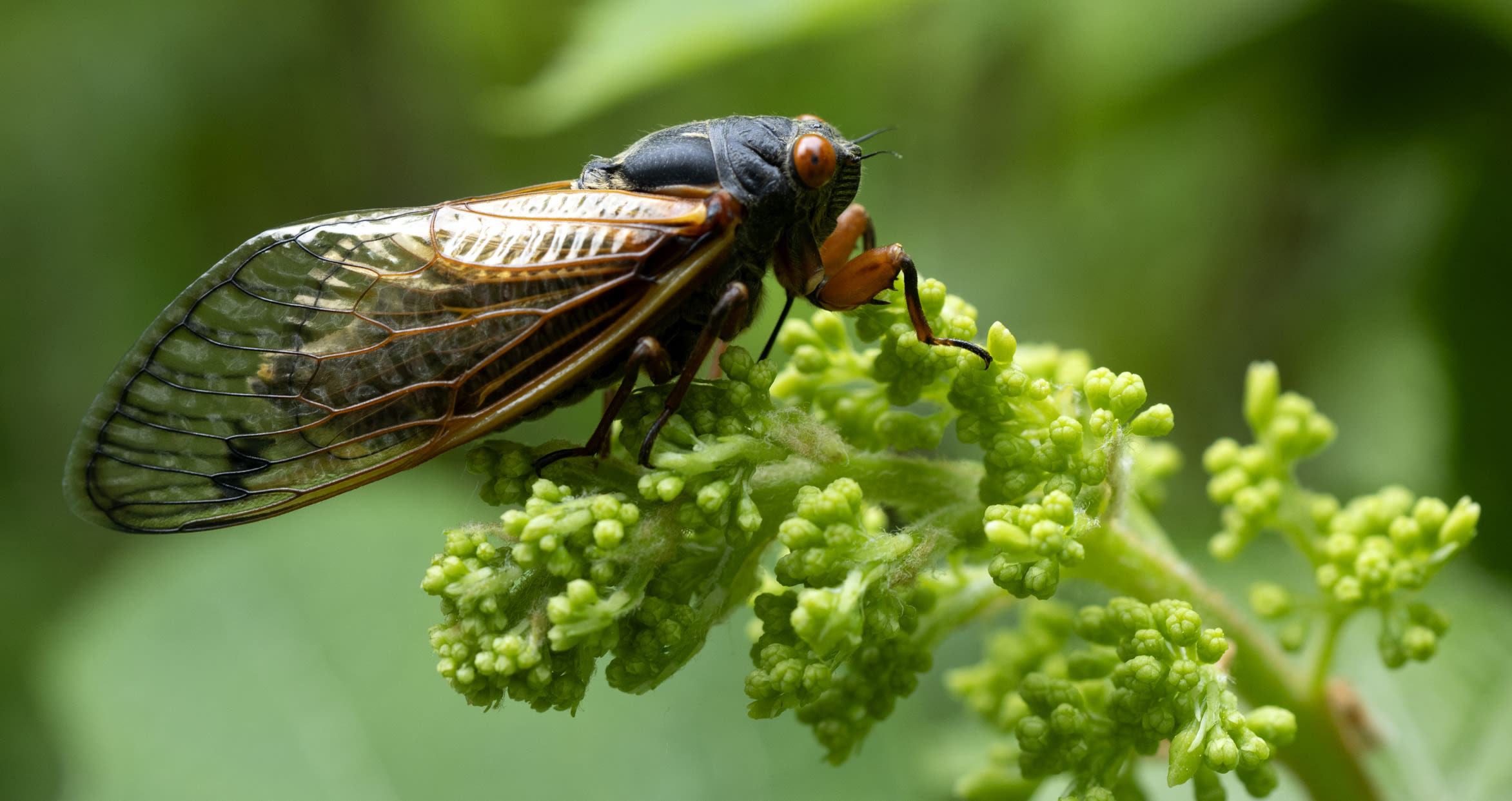 Cicadas 2024: See photos of the rare double brood emergence across the U.S.