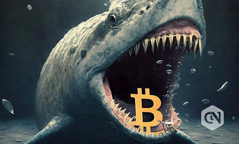 Exploring the realm of crypto whales: How do they impact the market?