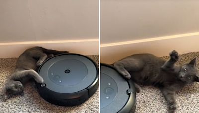 Cat owners thought their Roomba was broken, until they discovered the truth