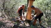 Saca del corcho en la Serranía de Ronda, en imágenes