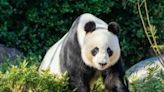 China to replace Australia’s popular giant pandas | Fox 11 Tri Cities Fox 41 Yakima