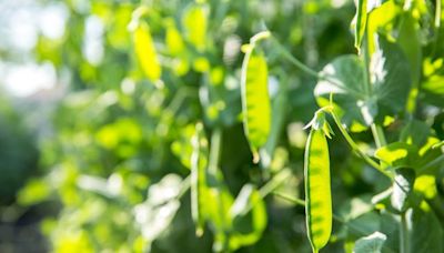 12 Vegetables to Plant in Late Summer for a Delicious Fall Harvest