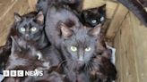 Dartford: Up to 100 abandoned cats rescued from property
