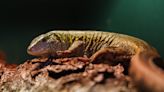 Nashville Zoo makes history as first zoo to breed mysterious, South American lizard species