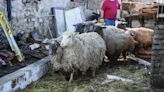 Confirmed tornado destroyed McHenry County barn, killing multiple animals