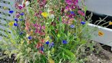 Growing Things: How to grow wildflowers in containers