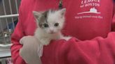 Animal Rescue League takes in nearly 70 cats and kittens from overcrowding situations