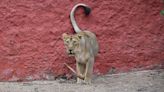 Hyderabad zoo keeper narrowly escapes lion attack