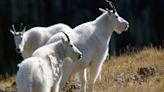 Angry mountain goats and dogs: A recipe for trauma and tragedy