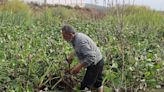 Invasive flower threatens livelihoods of farmers, fishermen in war-torn Syria