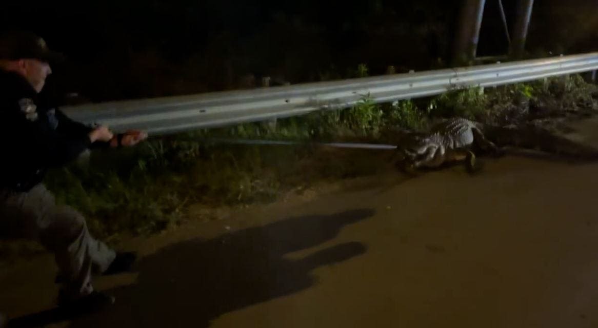 Video shows alligator's 'death roll' amid struggle with officers on North Carolina highway