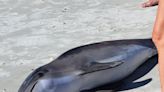 St. Johns County beachgoers find dead dolphin on sand at Anastasia State Park